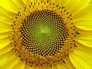 Human Design Sunflower